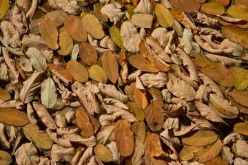 background autumn leaves on ground