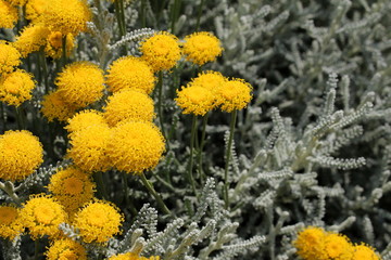 beautiful rose flower on blurred background, pink color    