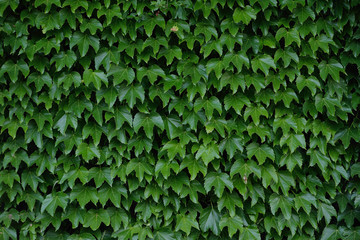 Green ivy on a wall