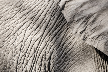 Elephant skin