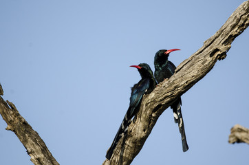 Wood-Hoopoe