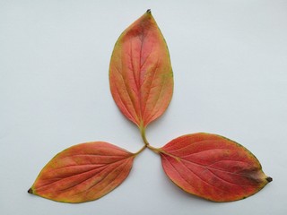 leaf sign of Mitsubishi