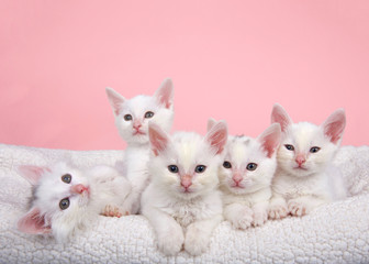 Five fluffy white kittens laying in an off white sheepskin bed looking forward, pink background.