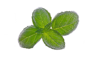 Basil leaves with bubbles