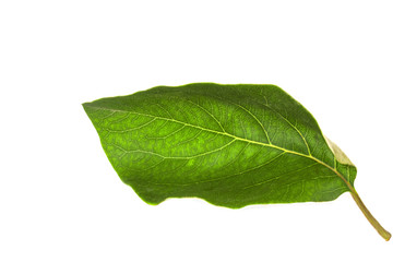 Fototapeta na wymiar One torn green leaf
