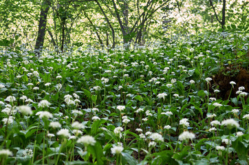 Field of meadow flowers in the woodland