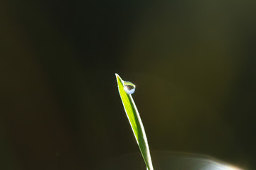 droplet on blade of grass