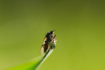 insect drinking water