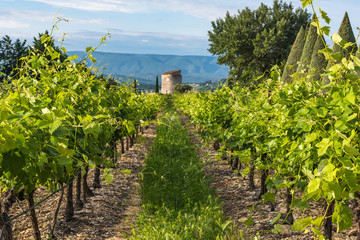 Fototapeta na wymiar Vineyard in Provence,France