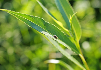 close photo of a tiny fly on the green leaf of willow