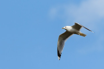 Bird Common Gull fly in the blue sky.