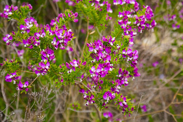 Obraz premium polygala myrtifolia flowers