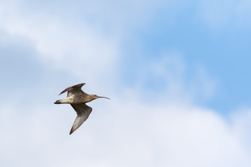 Bird Curlew fly in the blue sky.