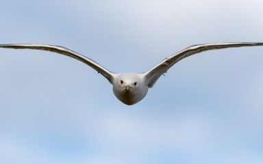 Bird Common Gull fly in the blue sky.
