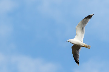Bird Common Gull fly in the blue sky.