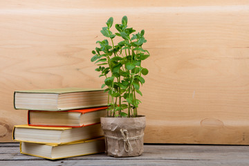 Education and reading concept - books and green plant