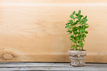 fresh mint in a pot on the wooden background