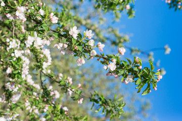 Branch of blossoming apple-trees close up. Natural  bokeh spring background