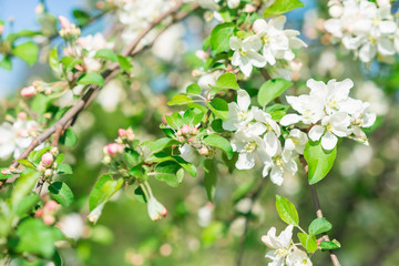 Spring blossom background. Blurred nature backdrop with bokeh. White  blooming flowers of fruit trees. Copyspace for text