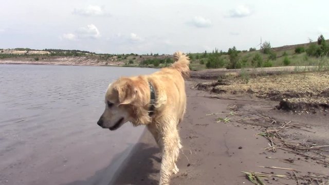Golden Retriever l&auml;uft am wasser durch Sand