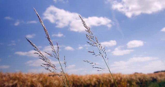 jeunes plantes herbac&eacute;es sur fond de ciel bleu
