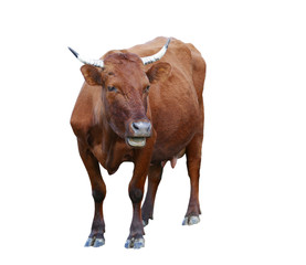Cow isolated