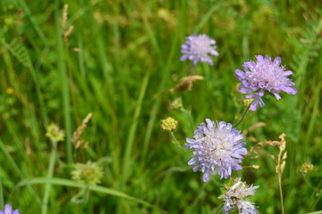 Scabiose