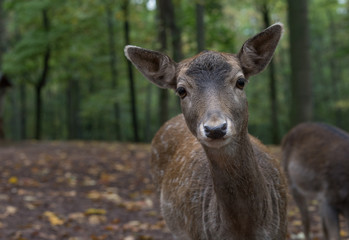 bambi