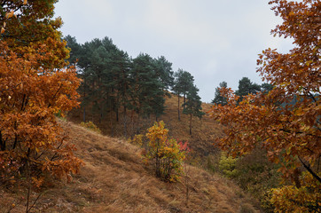 Fototapeta premium Autumn wild nature. Trees in yellow leaves.