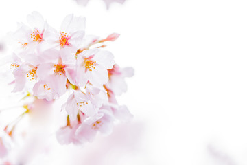 Fototapeta premium 桜