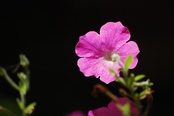 one pink flower in front of black background, close up