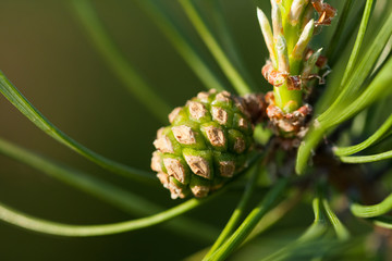 Small Green Plant Of Pine Cone On Branch With Needles In Spring Close Up.