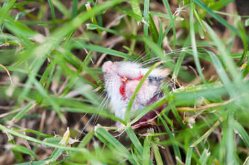 Obraz premium Abgebissener Mäusekopf