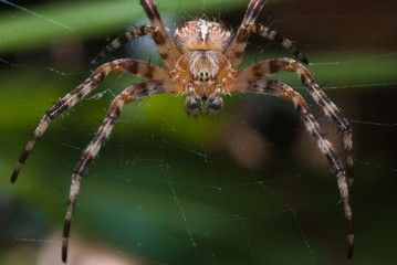 Spider male waiting for the victim close-up, garden-spider on web
