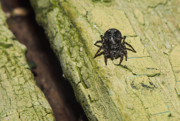 Jumper Spider sitting on old painted wood texture,