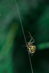 Argiope bruennichi-type Orb-web.