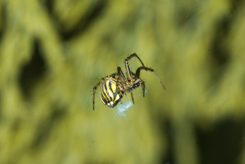 Argiope bruennichi-type Orb-web.