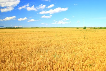Wheat field, golden colored, mature phase, blue sky with some clouds in background