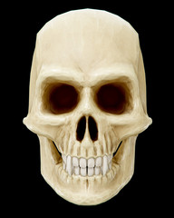 The vampire skull on black background. 3d rendering.