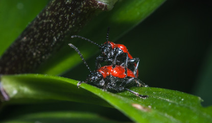 Two scarlet Lily beetle mating,
