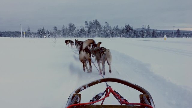 Riding husky sledge in Lapland landscape
