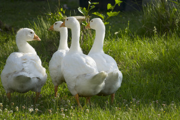 white geese