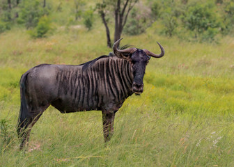 Blue Wildebeest