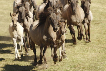 dülmer wildpferde