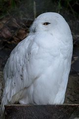 Snowy Owl - シロフクロウ２