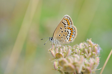 Fototapeta na wymiar Plebejus argus, Silver Studded Blue butterfly on wild flower with a green background. Small blue butterfly in nature