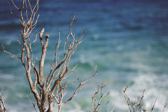 seaside branches