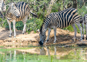 Fototapeta na wymiar Zebra drinking