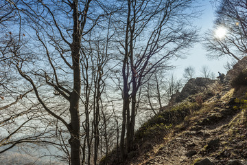Mountain trail with trees and rocks
