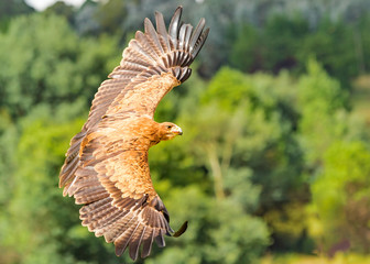Tawny Eagle in flight
